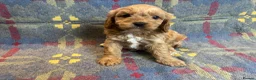 Cavapoo dogs for sale: Heath Tested Cavapoo puppies  - Advert 5
