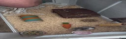 Hamster rodents for sale: Syrian hamster female  in Nuneaton - Advert 4
