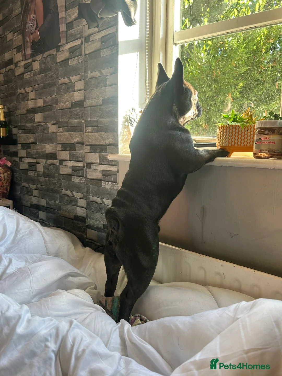 French Bulldog dogs for stud: Blue French Bulldog Stud Available – Aki 🐶💙 - Advert 10