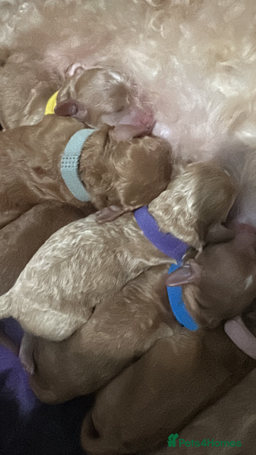 Cockapoo dogs for sale: FOX RED TOY COCKAPOO PUPPIES  - Advert 4