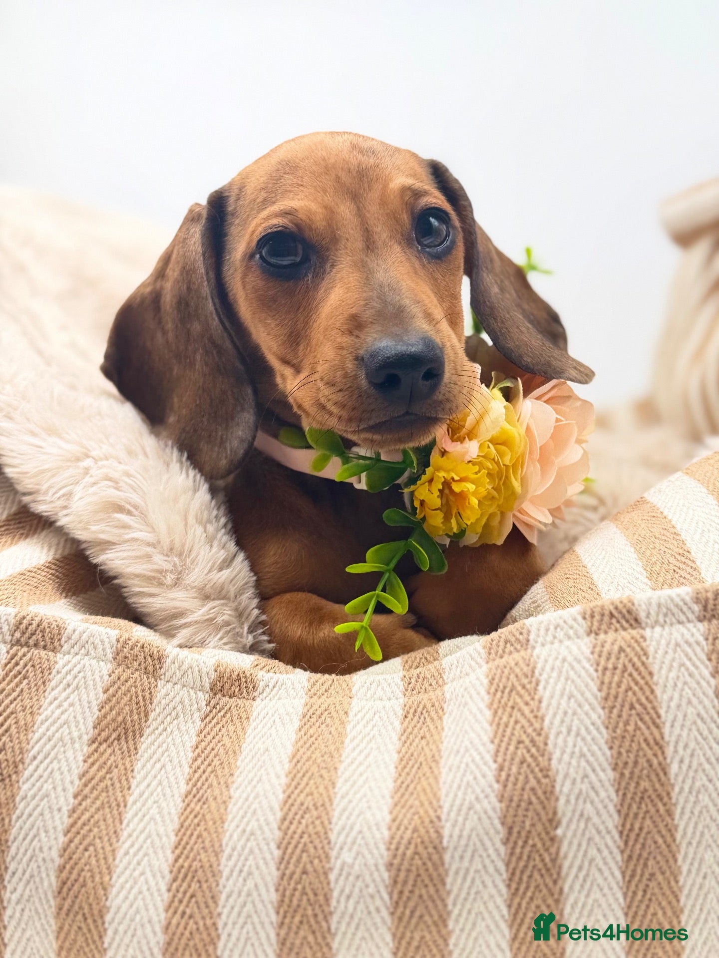 Miniature Dachshund dogs  🐾 READY NOW full panel health clear kc  - Advert 16