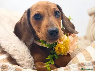 Miniature Dachshund dogs 🐾 READY NOW full panel health clear kc - Advert 16