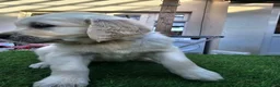 Golden Retriever dogs for sale: Golden Retriever puppys in Harrow London  - Advert 8