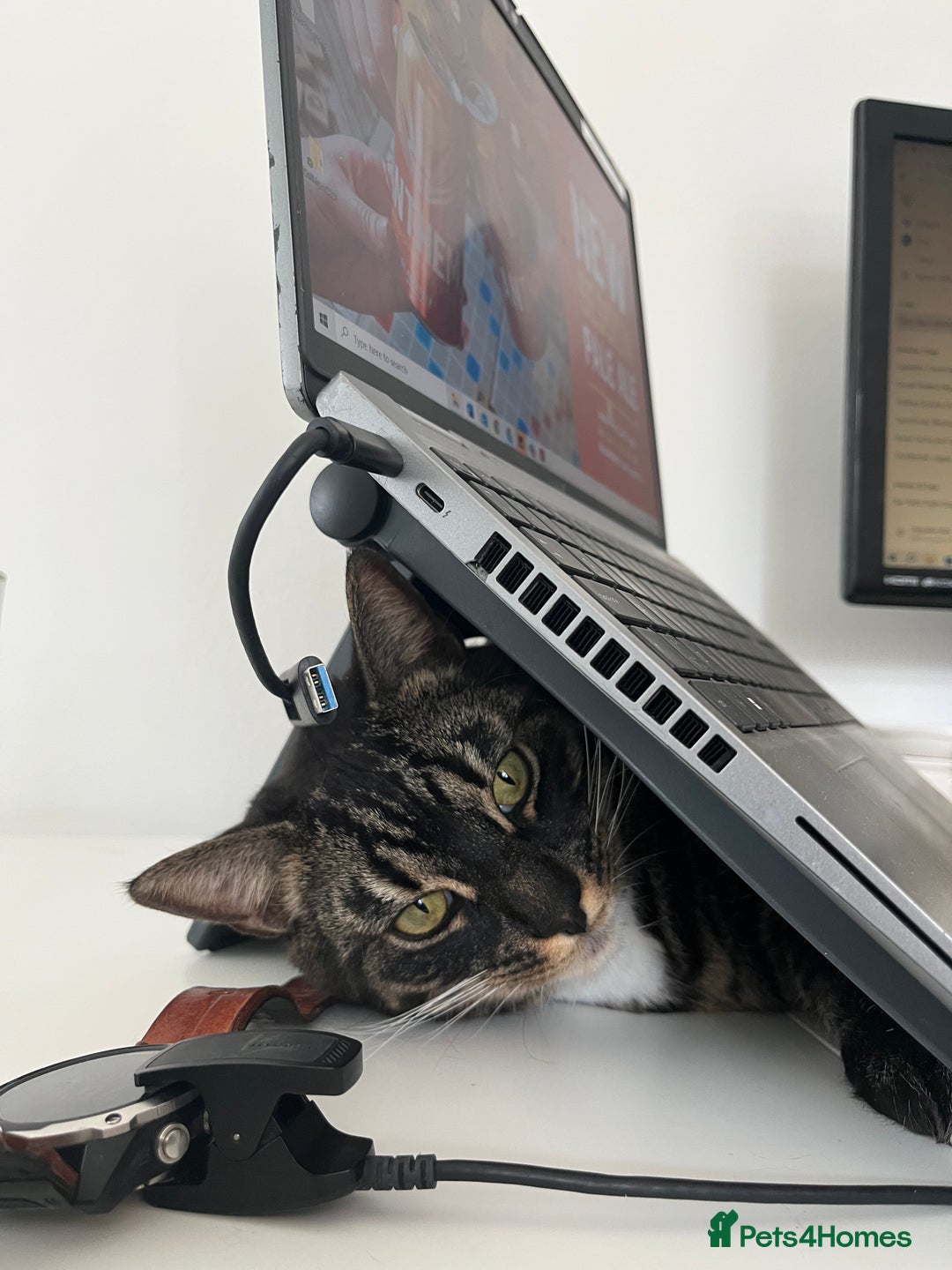 Bengal cats for sale: Reluctant rehoming of 2 year old charcoal bengal - Advert 3