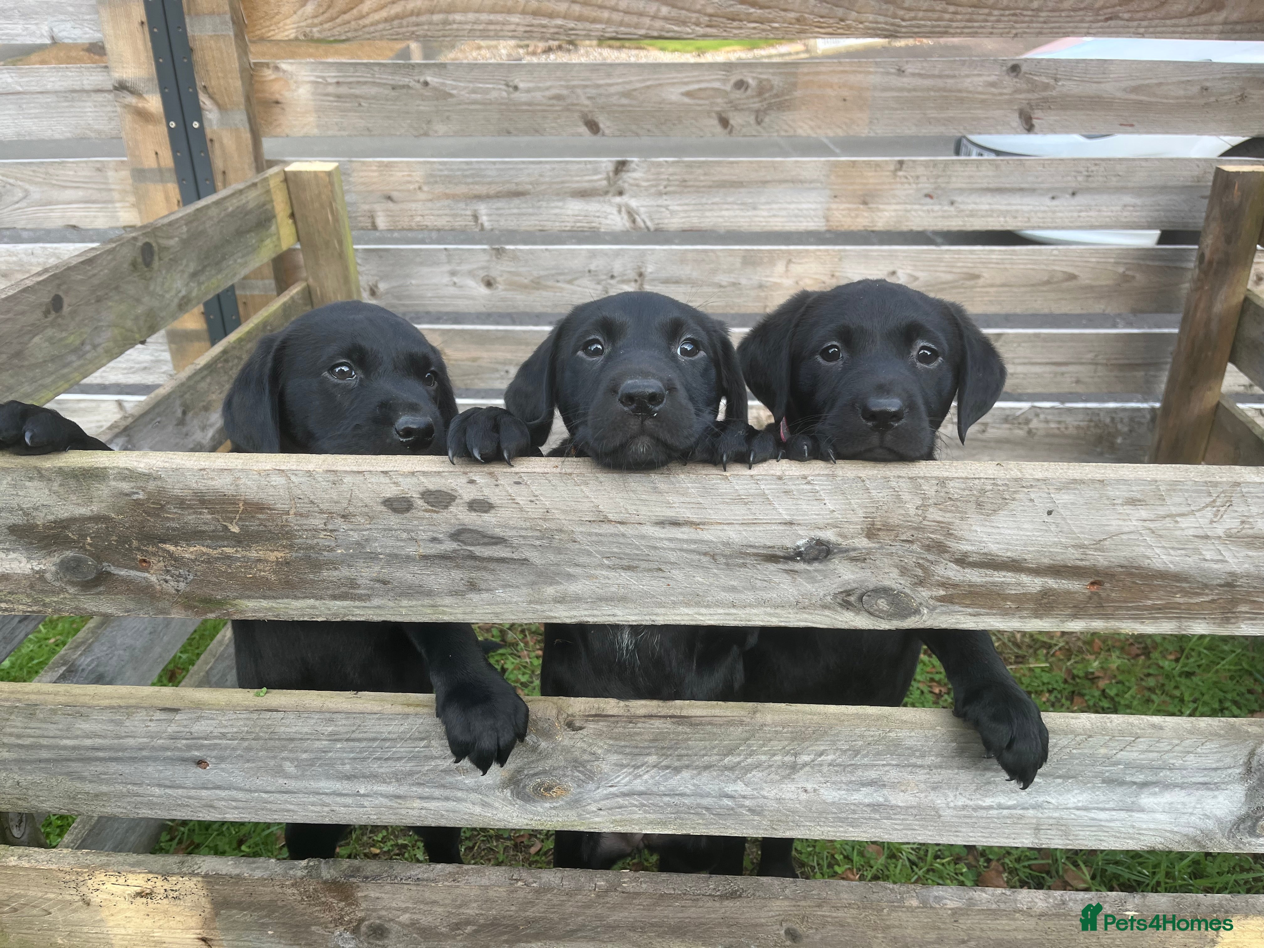 Labrador Retriever dogs Pedigree Labrador parents have 3 charming pups - Advert 9
