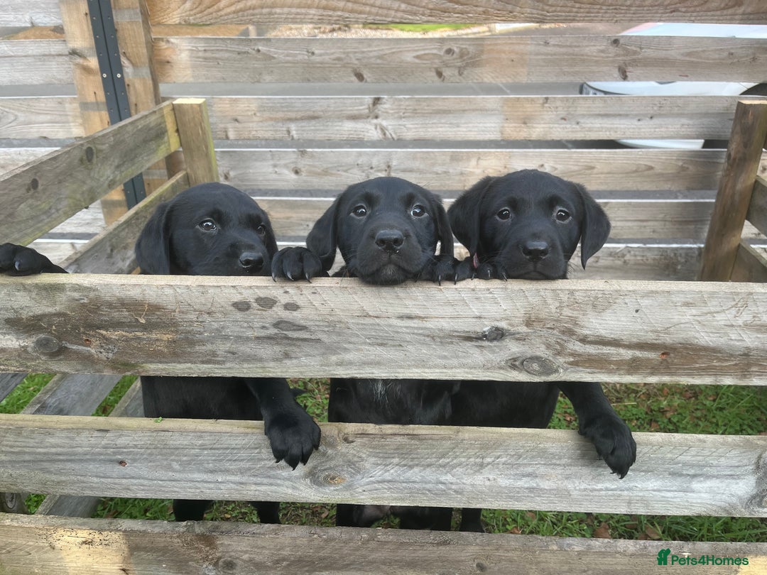 Labrador Retriever dogs for sale: Pedigree Labrador parents have 3 charming pups - Advert 1