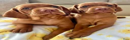 Hungarian Vizsla dogs for sale: Hungarian Vizsla puppies. - Advert 6