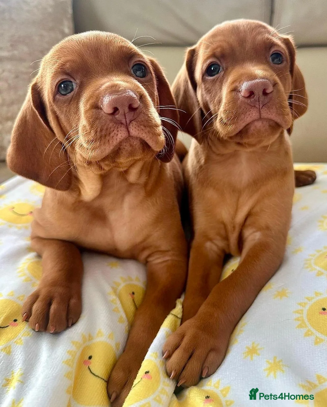 Hungarian Vizsla dogs for sale: Hungarian Vizsla puppies. - Advert 6