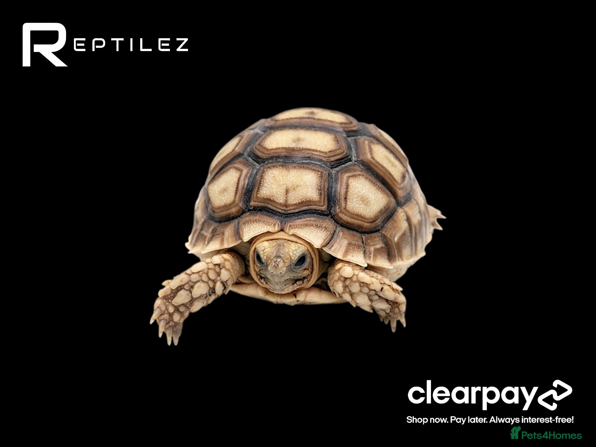 Tortoise reptiles TORTOISE BABIES - Advert 11