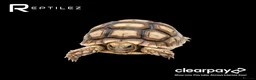 Tortoise reptiles for sale: TORTOISE BABIES - Advert 5