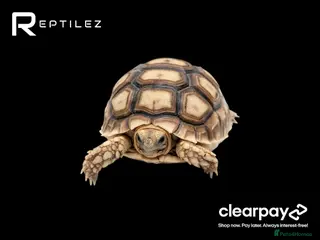 Tortoise reptiles TORTOISE BABIES - Advert 6