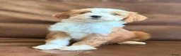 Tibetan Terrier dogs for sale: Beautiful Kc Registered Tibetan Terrier Puppies - Advert 22