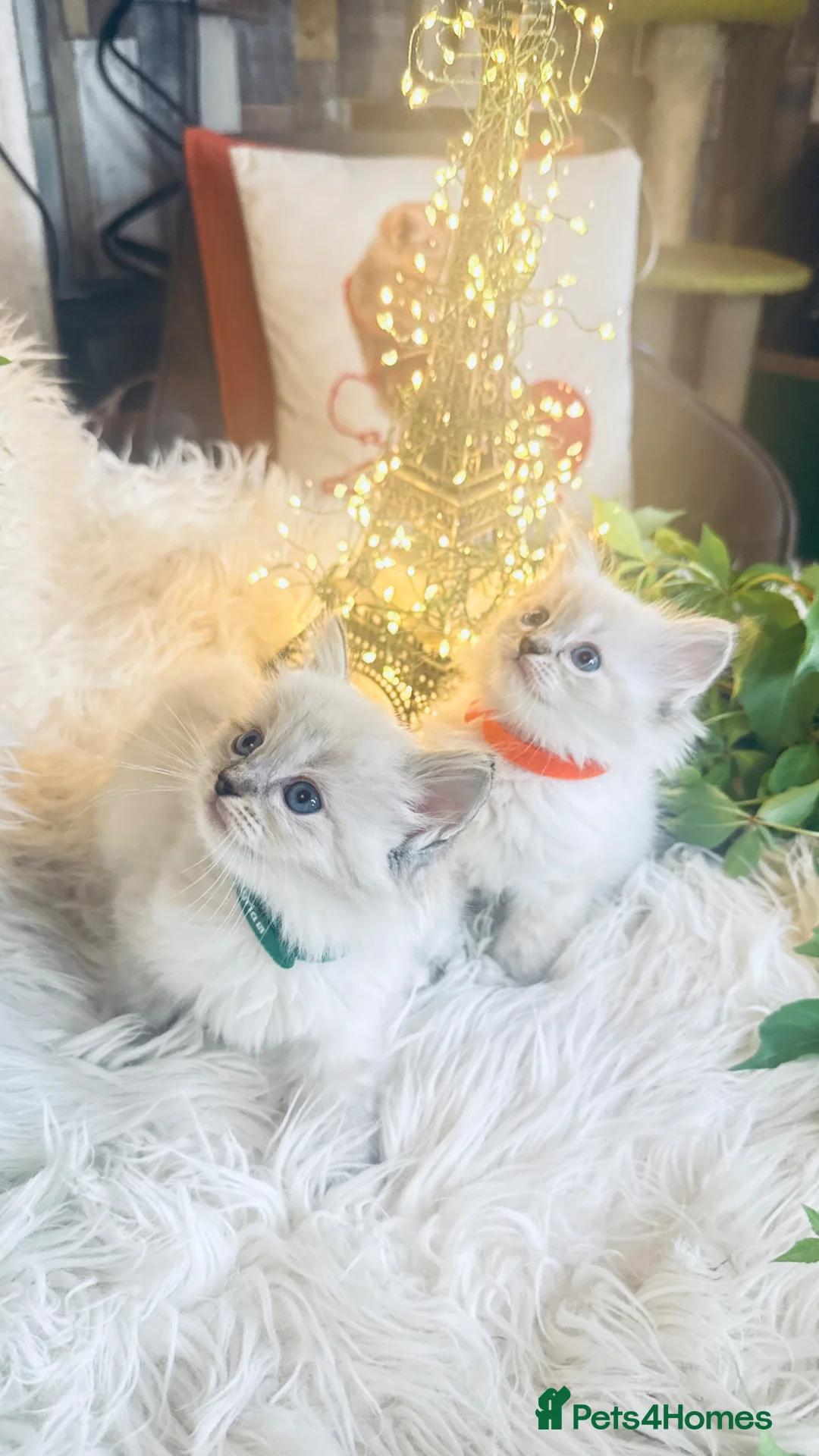 Ragdoll cats for sale: Pure Sealpoint / Bluepoint Mitted Lynx Ragdoll  - Advert 1