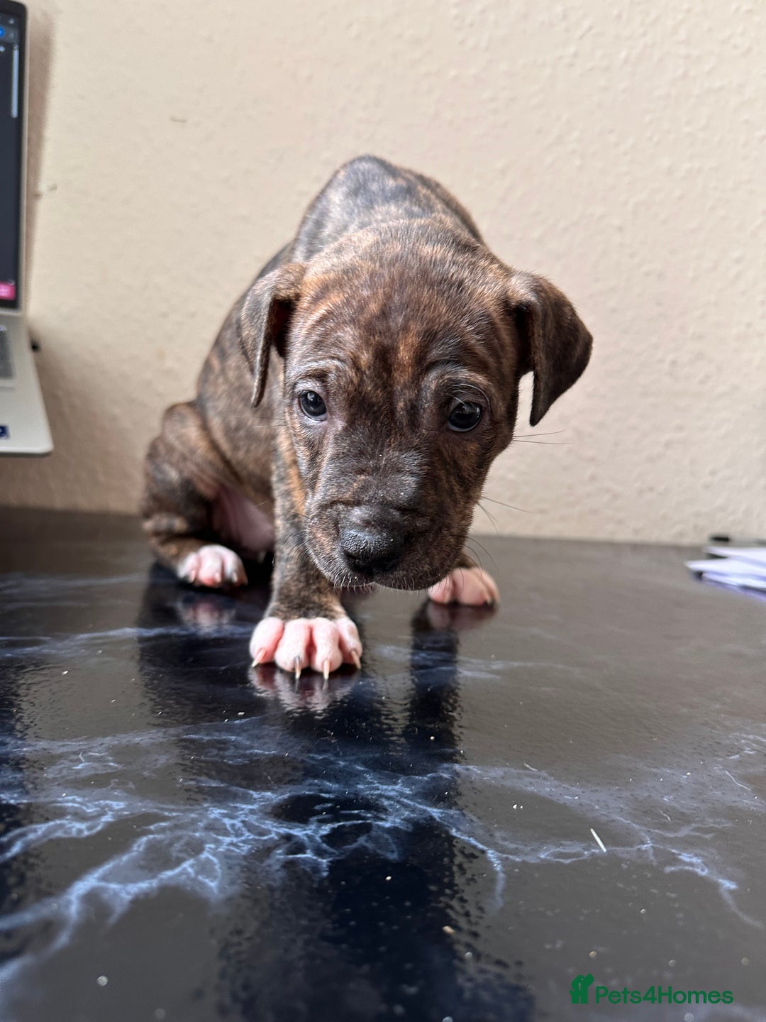 Mixed Breed dogs for sale: American bulldog X staffy 🏡 - Image 15