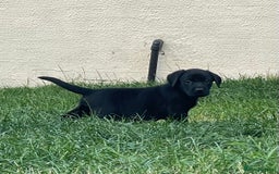 Labrador Retriever dogs for sale: Male black lab pup Kc reg  - Image 1