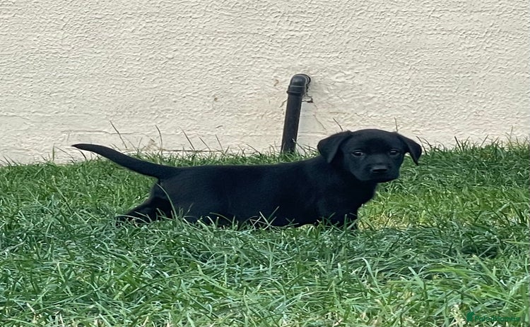 Labrador Retriever dogs - Advert 1