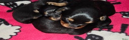 Russian Toy Terrier dogs for sale: Russian toy puppies  - Advert 3