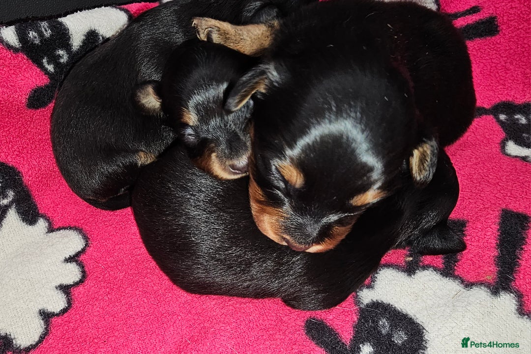 Russian Toy Terrier dogs for sale: Russian toy puppies  - Advert 3