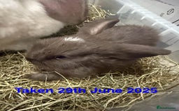 Mini Lop rabbits for sale: Baby MALE lops for sale READY NOW - Image 11