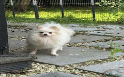 Pomeranian dogs for adoption: Alica – The Tiny Soul Who Survived the Unthinkable - Image 10