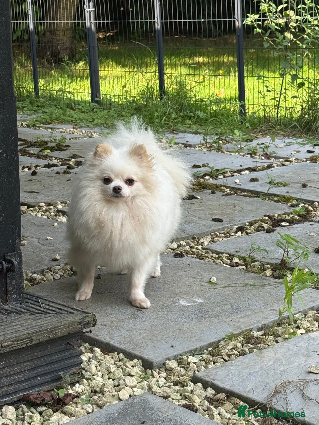 Pomeranian dogs for adoption: Alica – The Tiny Soul Who Survived the Unthinkable - Image 10