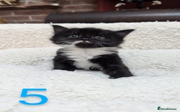 European cats for sale: 5 European shorthair kittens  - Image 6