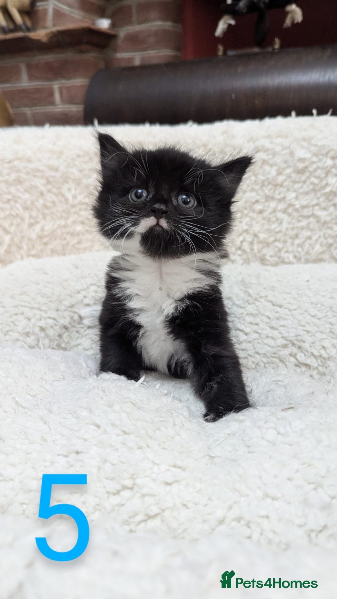 European cats for sale: 5 European shorthair kittens  - Image 6