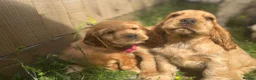 Cocker Spaniel dogs for sale: Gorgeous KC Show Cocker Babies  - Advert 19