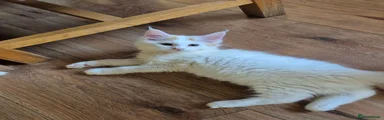 Maine Coon 3