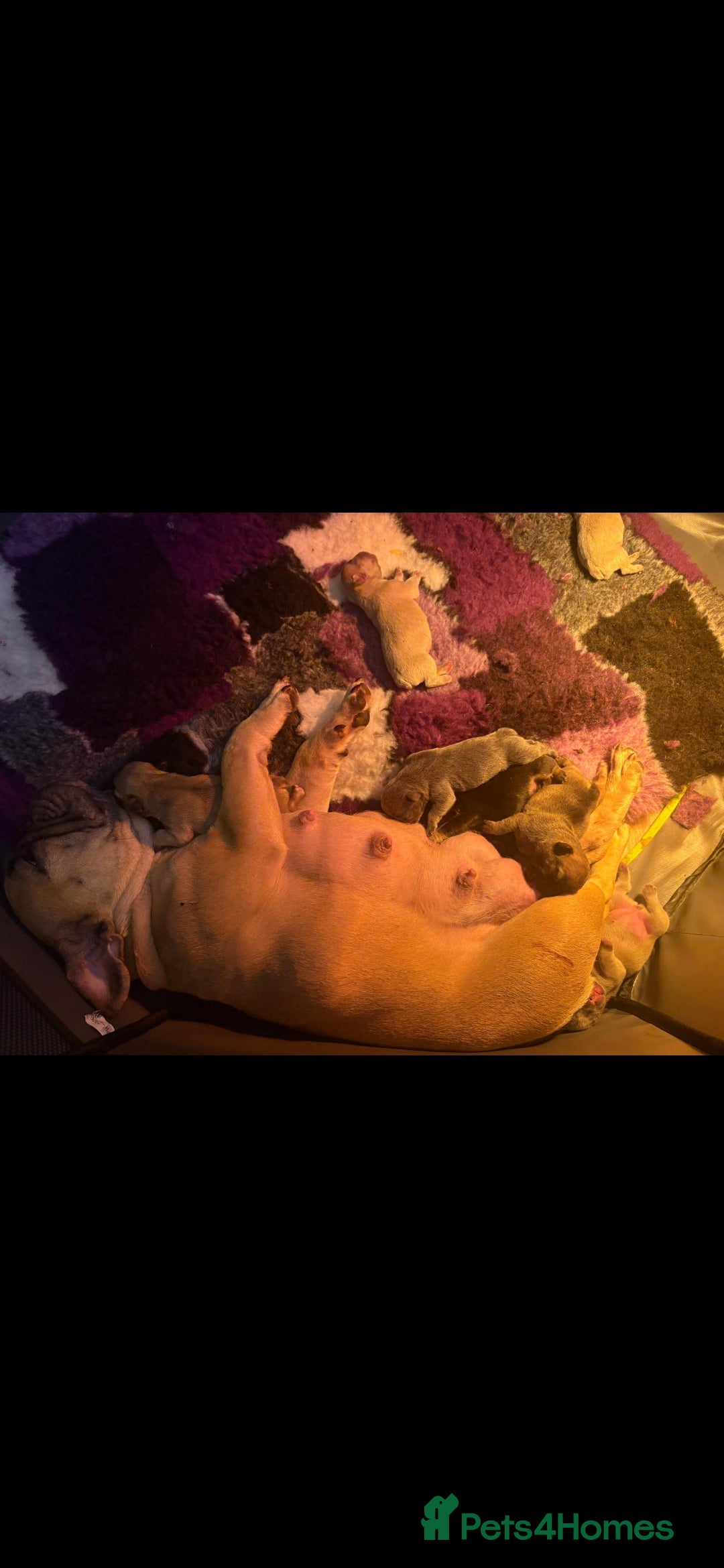 French Bulldog dogs for sale: French bulldog babies  - Advert 25