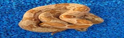 Boa Snake reptiles for sale: Baby Hypo Boa constrictor's  - Advert 7