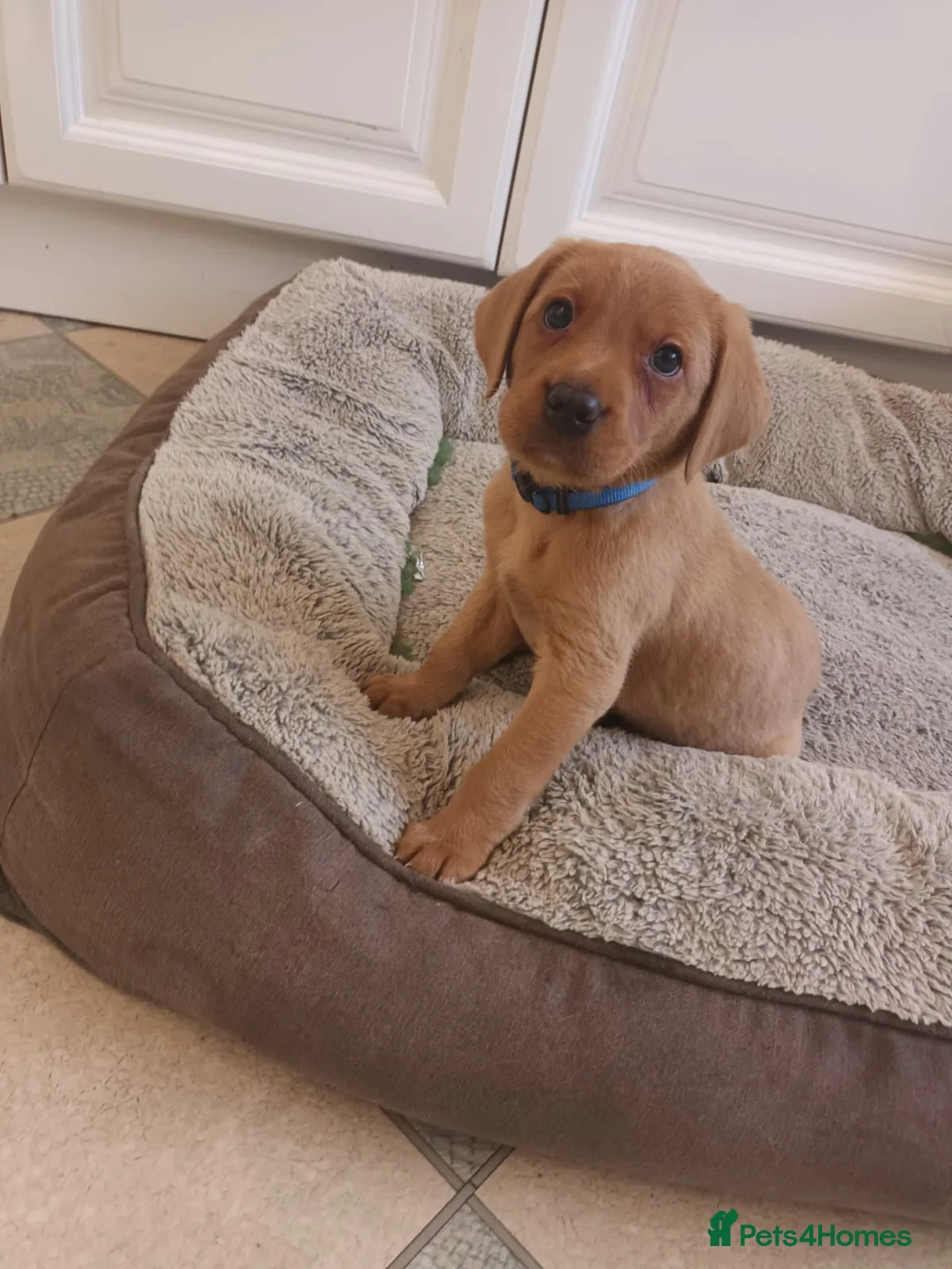 Labrador Retriever dogs for sale: Fox Red KC Reg Fox Red Lab, M&D hip & elbow scored - Advert 5
