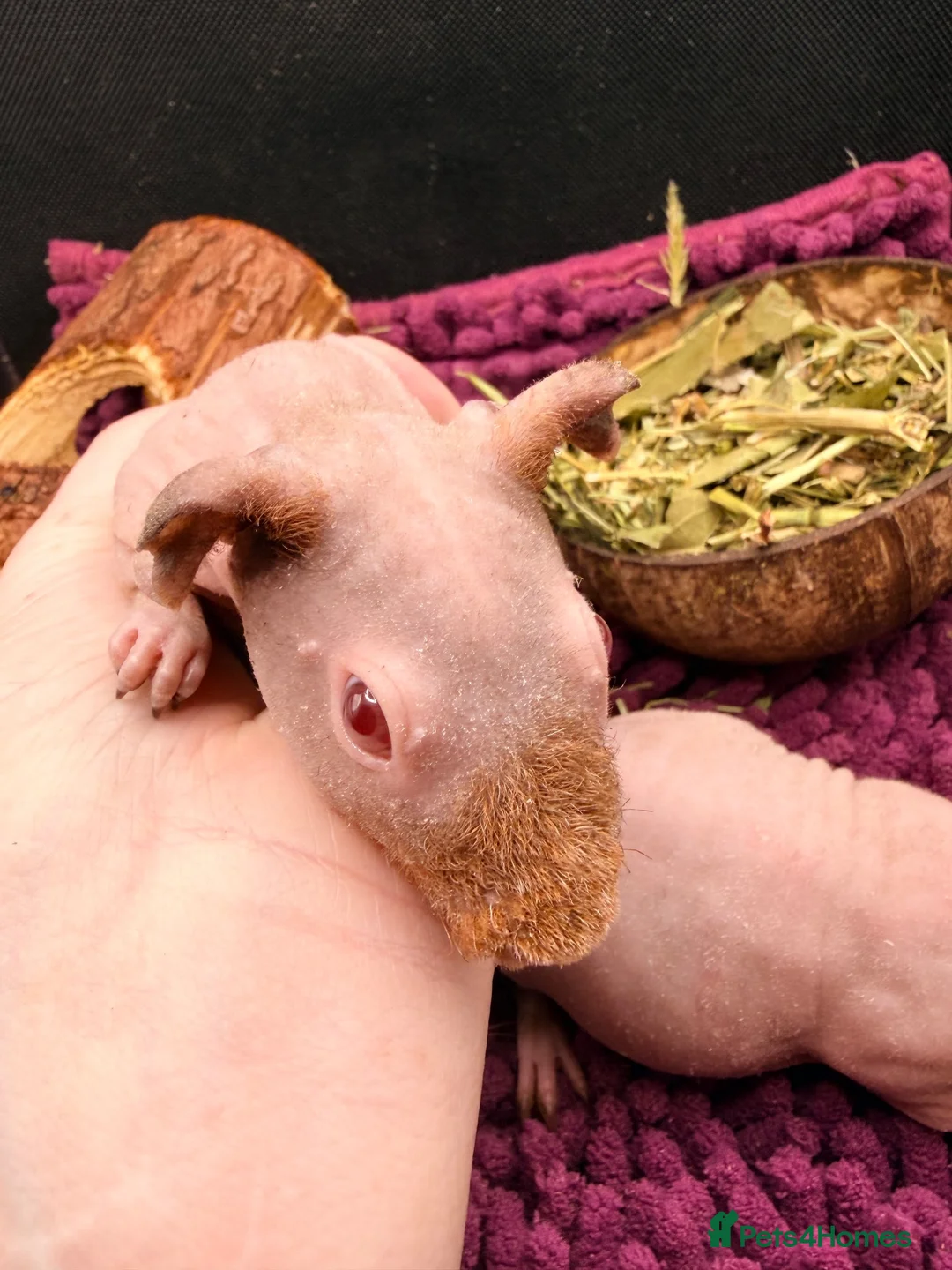 Guinea Pig rodents for sale: Pair of Boy Skinny Pigs - Advert 10