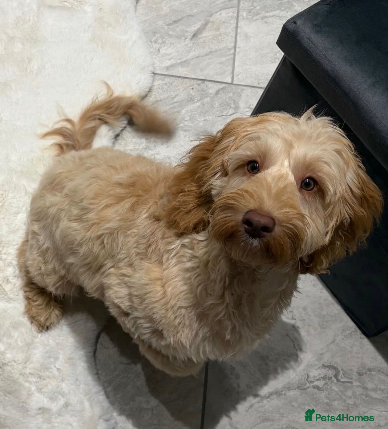 Cockapoo dogs Stunning f1b cockapoos  - Advert 3