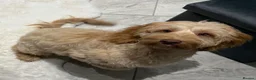 Cockapoo dogs for sale: Stunning f1b cockapoos  in Durham - Advert 1