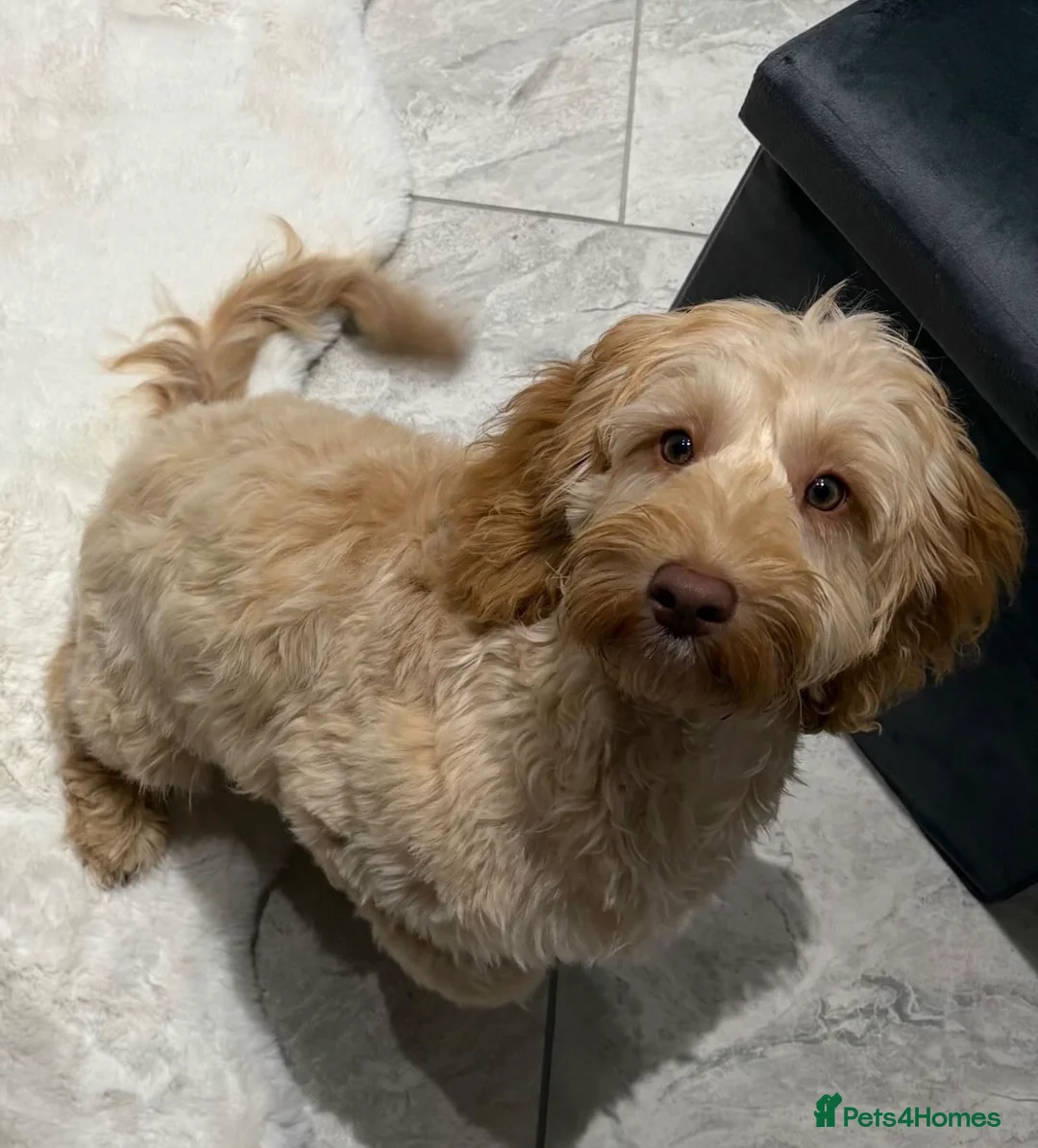 Cockapoo dogs for sale: Stunning f1b cockapoos  in Durham - Advert 1