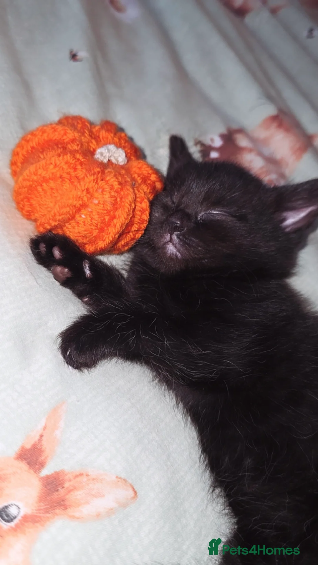 Mixed Breed cats for sale: 3 Black Grey Stripped Kittens For Sale - Image 7