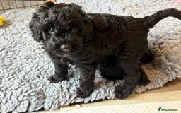 Australian Labradoodle dogs for sale: Stunning Genuine Australian Labradoodles  - Image 37