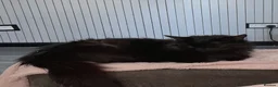 Mixed Breed cats for sale: Beautiful kittens for sale - Advert 1