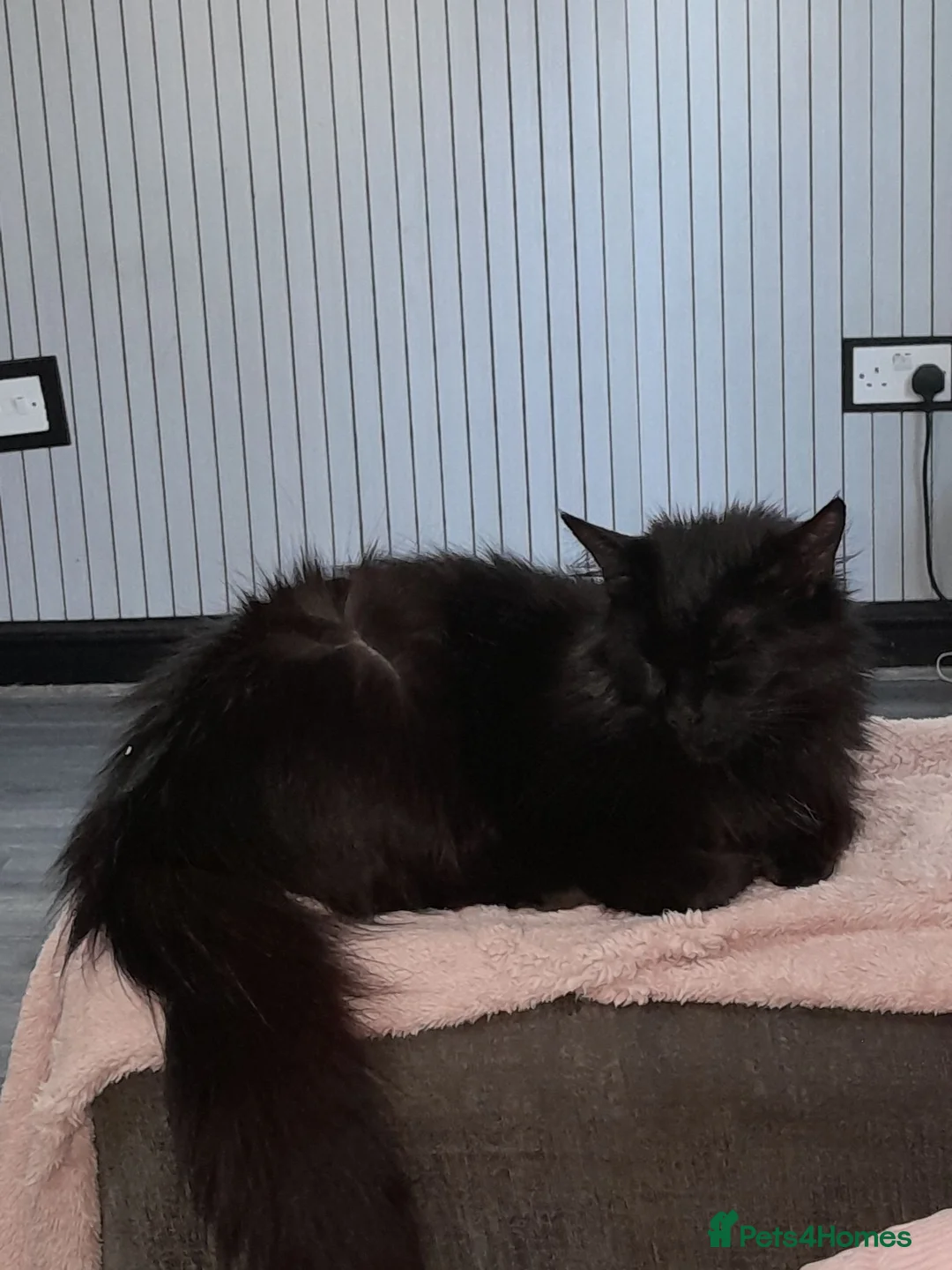 Mixed Breed cats for sale: Beautiful kittens for sale - Advert 1