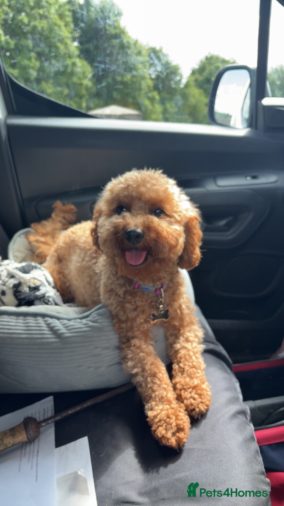 Cavapoochon dogs 6 Gorgeous Cavapoochon Puppies 💙💗 - Advert 10