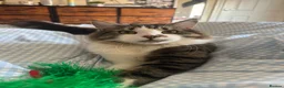 British Longhair cats for sale: One year old Long haired male  - Advert 3
