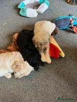 Cockapoo dogs - Advert 15