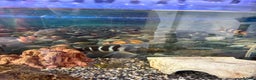 Cichlids fish for sale: Mix of Tropical Fish with Tank  - Advert 8