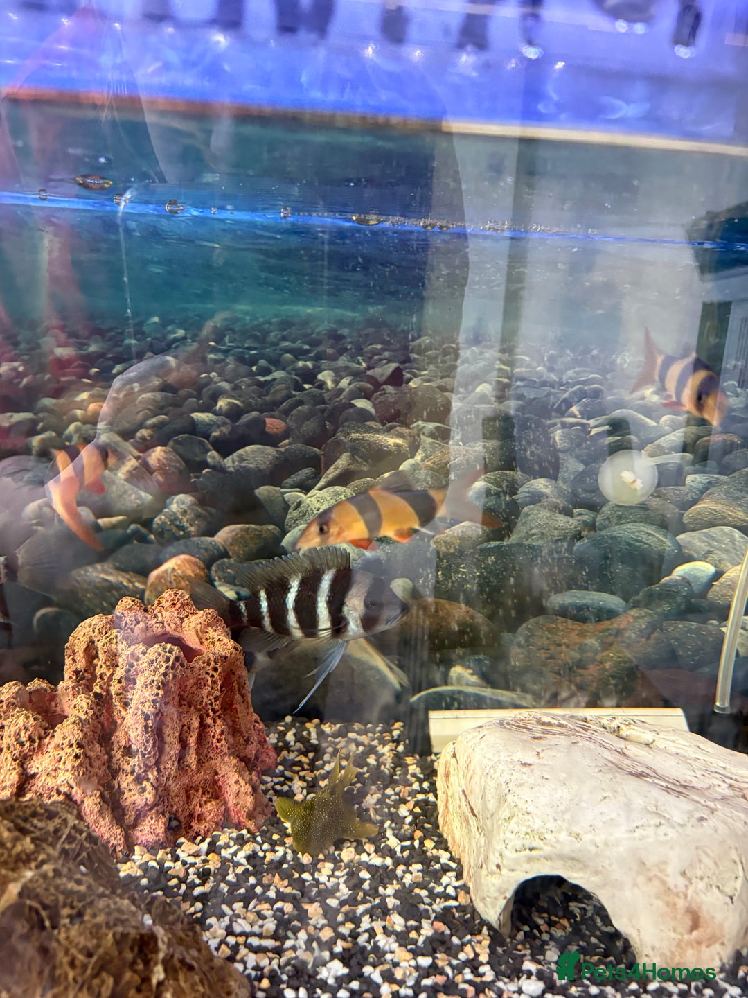 Cichlids fish for sale: Mix of Tropical Fish with Tank  - Advert 8