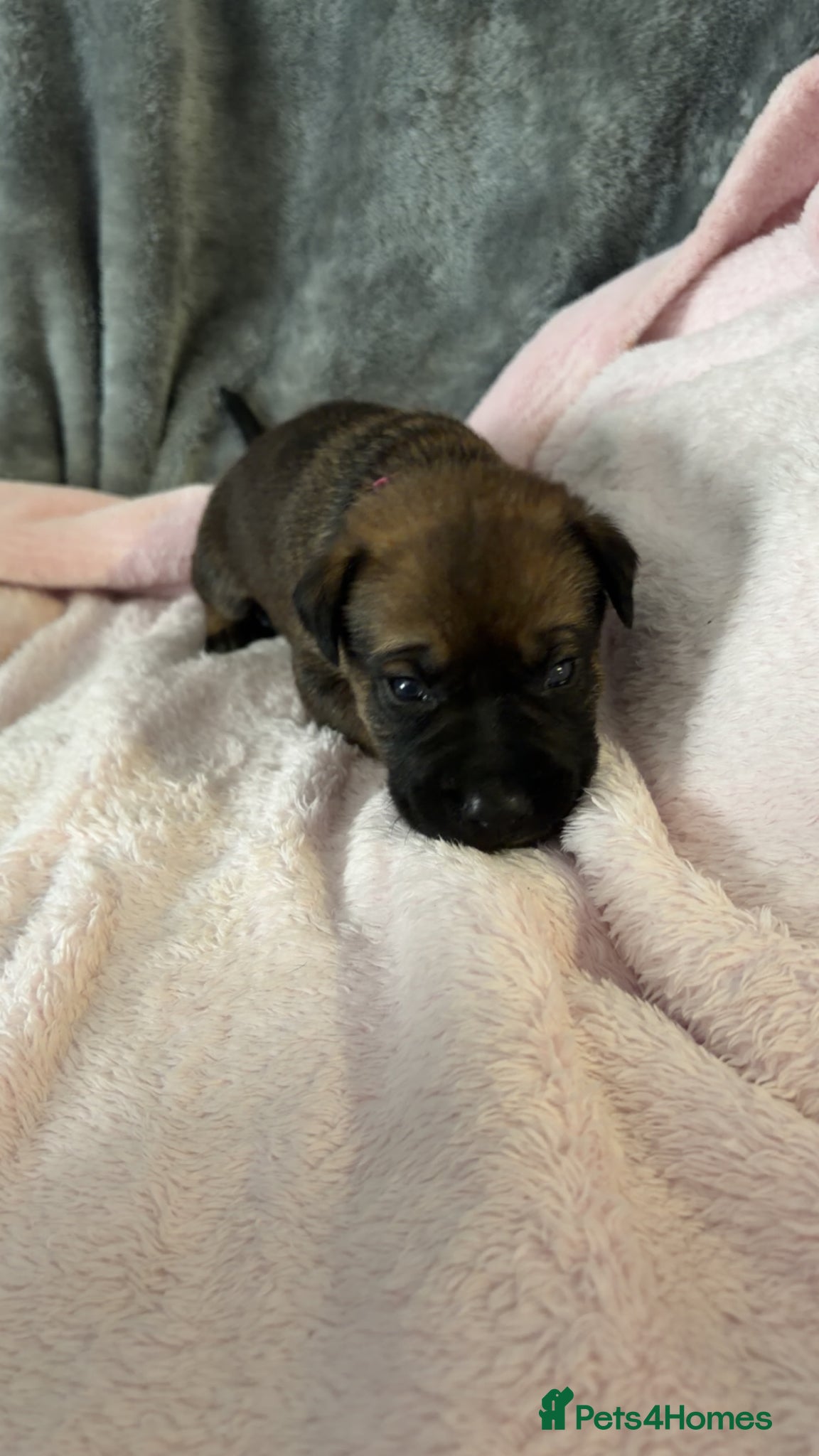 Mixed Breed dogs for sale: Belgian Mali x German shepherd  - Advert 8