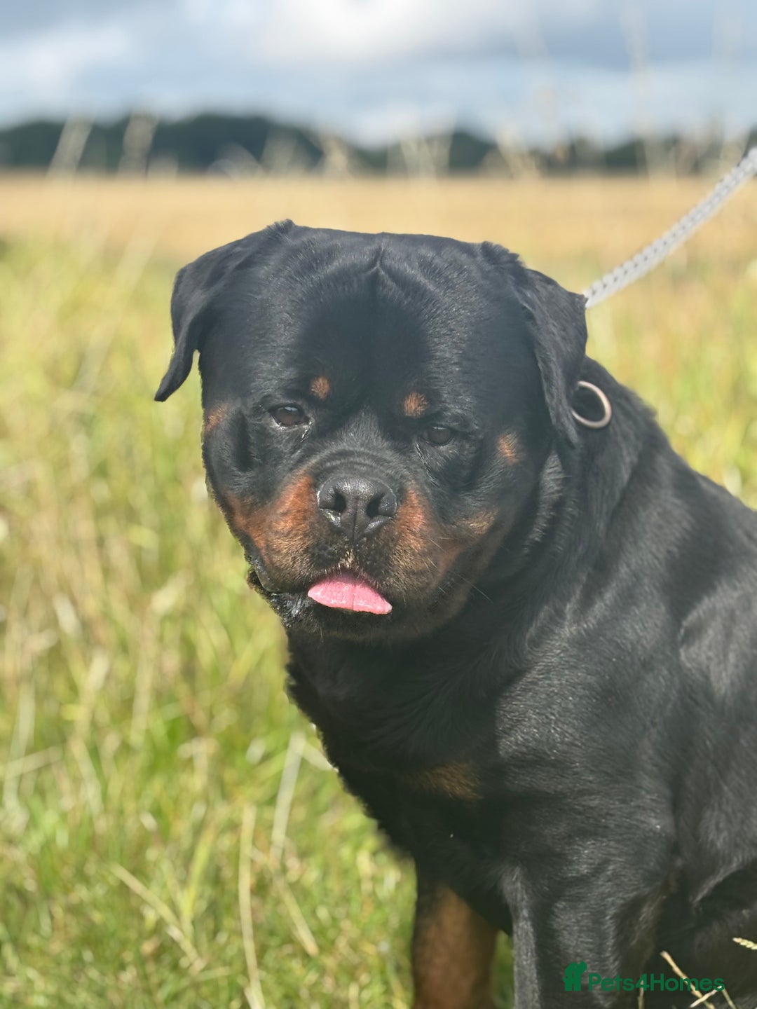 Rottweiler dogs for sale: World class KC male Puppy available  - Image 5