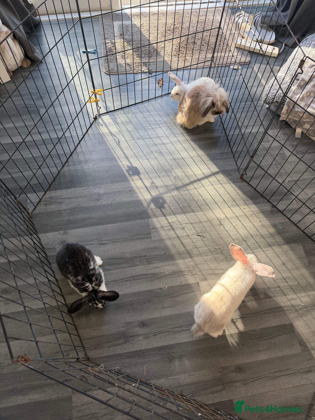 Mixed Breed rabbits for sale: Baby male rabbits  - Advert 1