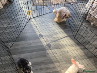 Mixed Breed rabbits Baby male rabbits - Advert 9