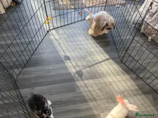 Mixed Breed rabbits Baby male rabbits - Advert 16